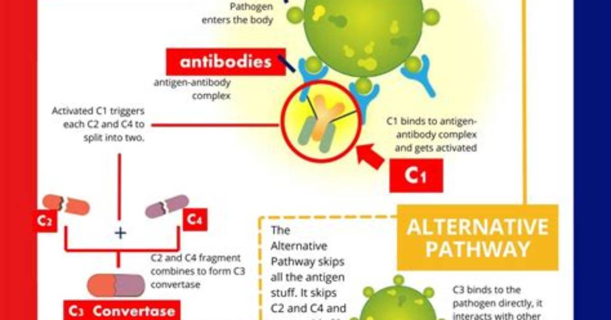 Does the Complement System Kill Viruses?