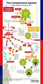 Does the Complement System Kill Viruses?