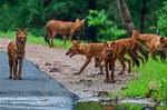 Does the Dhole Migrate?