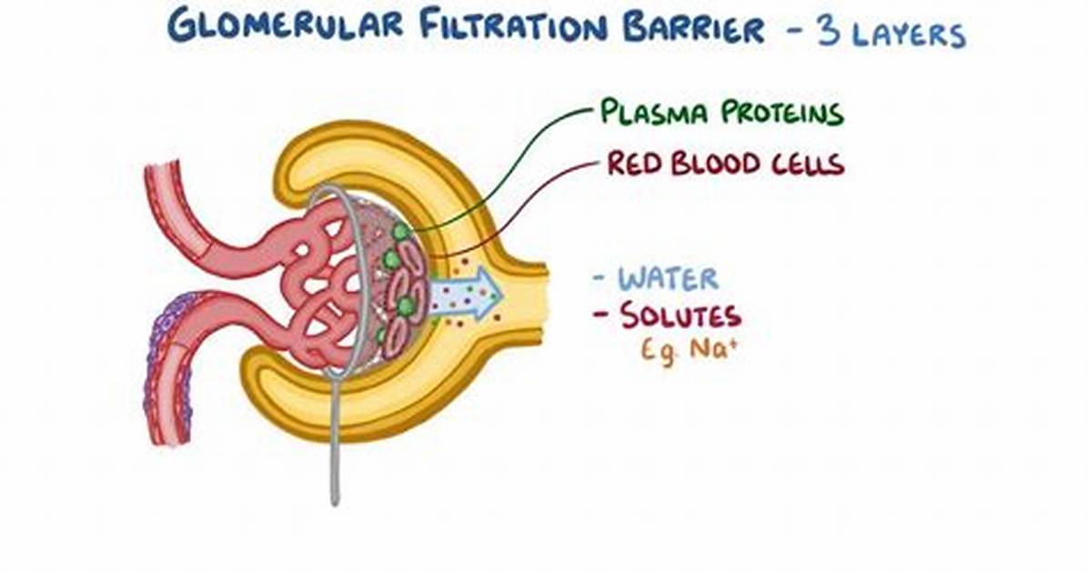 Does the Glomerulus Filter Protein?