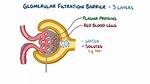 Does the Glomerulus Filter Protein?