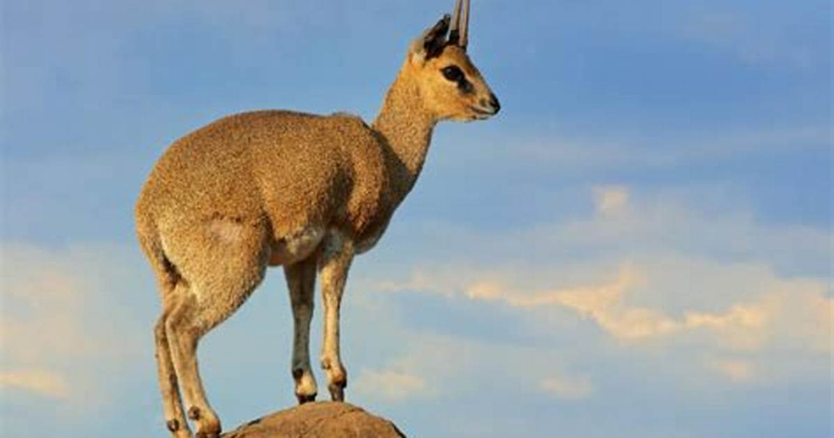 Does the Klipspringer Migrate?