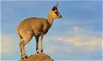Does the Klipspringer Migrate?