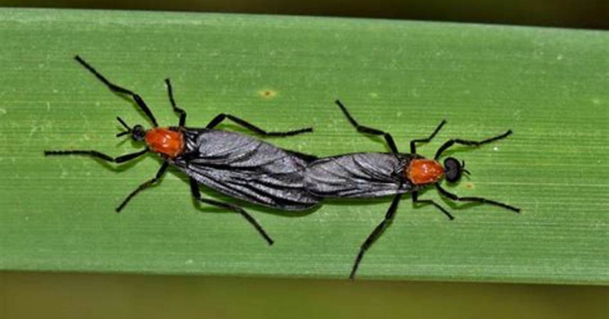 Does the Love Bug Fly?