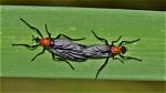 Does the Love Bug Fly?