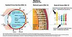 Does the Macula Contain Rods?