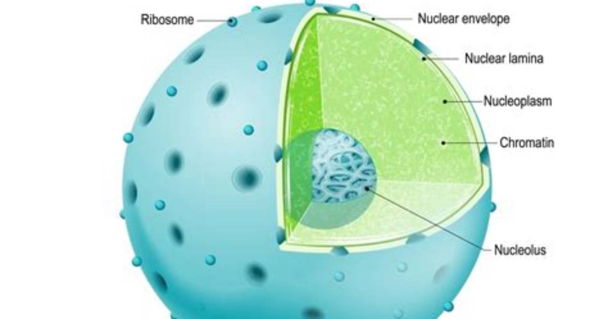 Does the Nuclear Envelope Re-Form?
