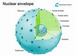 Does the Nuclear Envelope Re-Form?