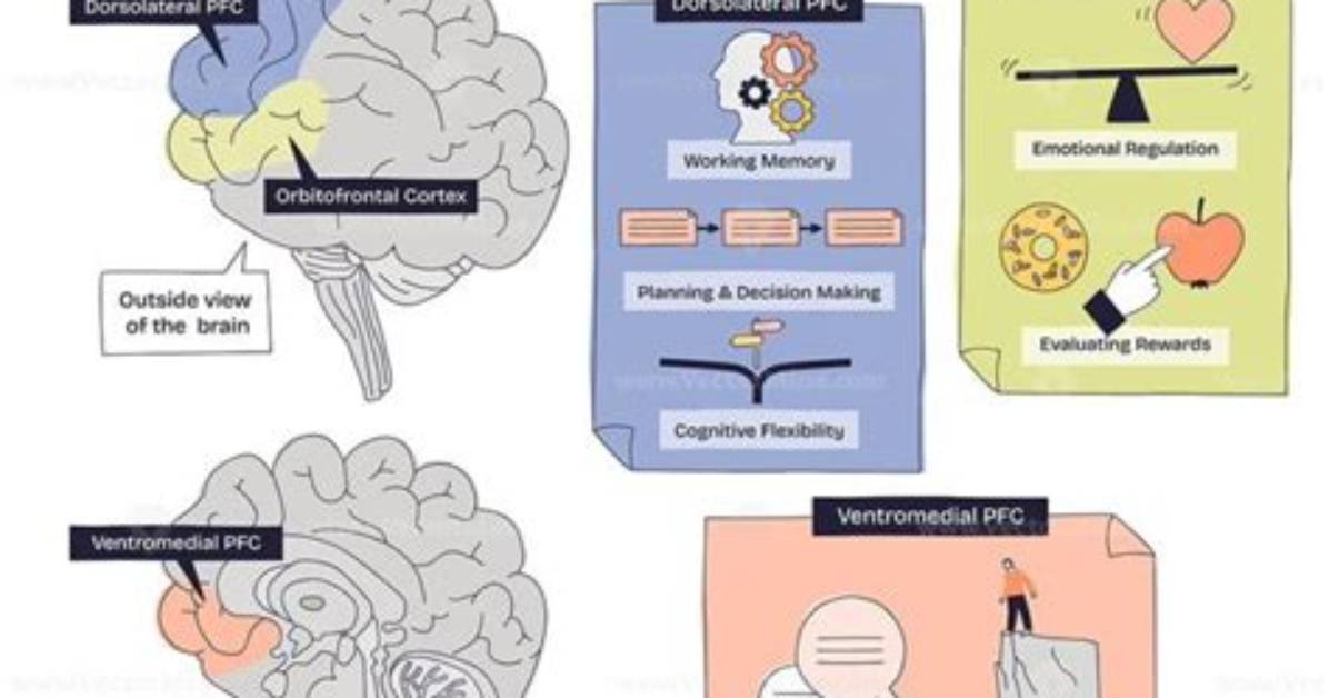 Does the Prefrontal Cortex Control Emotion?