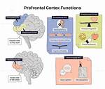 Does the Prefrontal Cortex Control Emotion?
