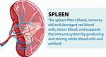 Does the Spleen Do Anything?