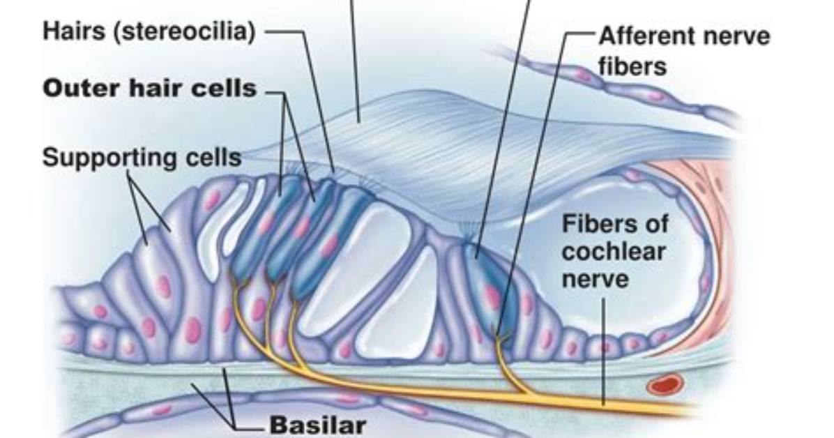 Does the Tectorial Membrane Move?