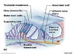 Does the Tectorial Membrane Move?