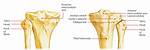 Does the Tibia Have Condyles?