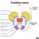 Does the Trochlear Nerve Decussate?