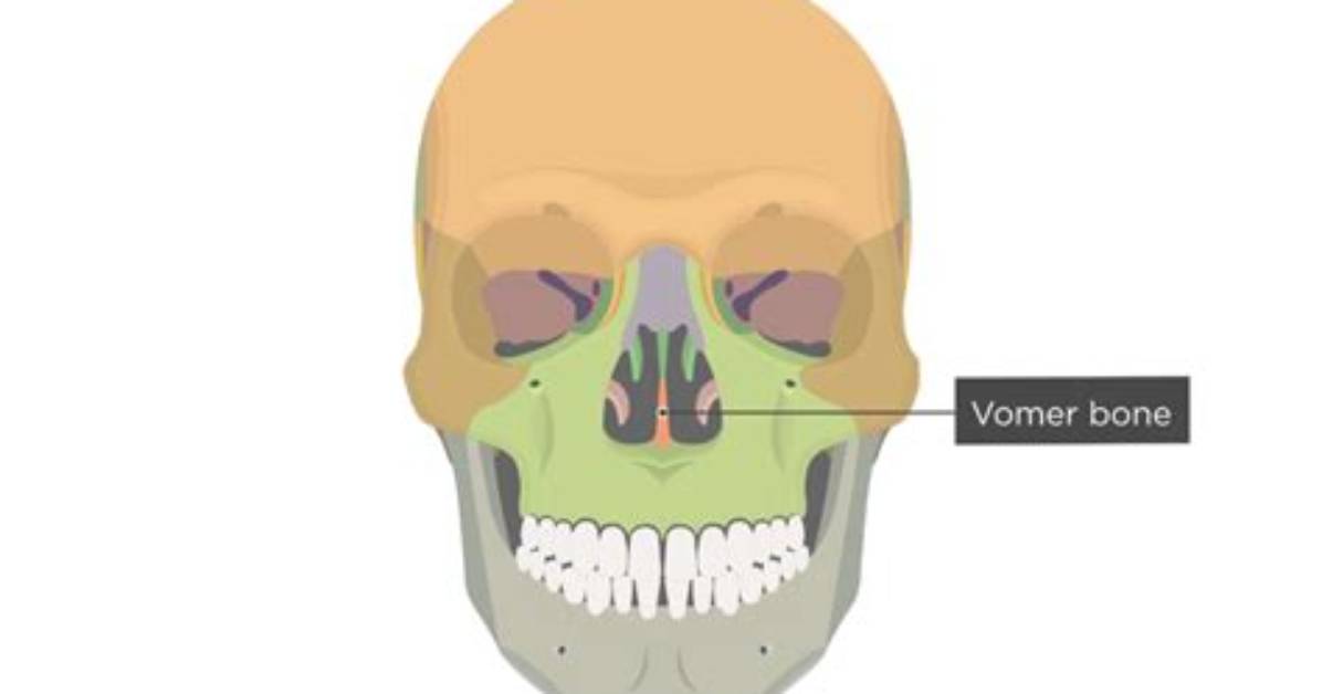 Does the Vomer Bone Move