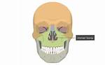 Does the Vomer Bone Move