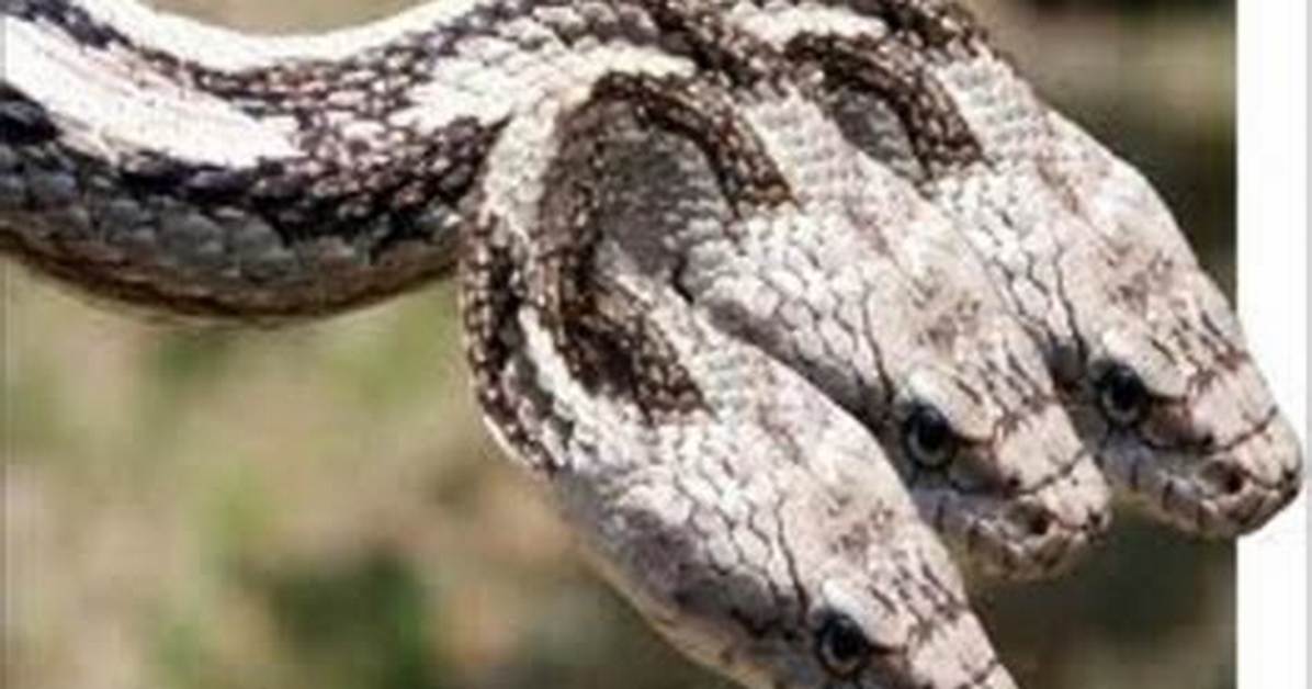 Does Three Headed Snake Exist?