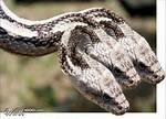 Does Three Headed Snake Exist?