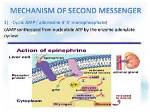 Does Thyroid Hormone Use Second Messengers?
