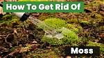Does Tide Kill Moss
