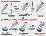 Does Tmv Have an Envelope?
