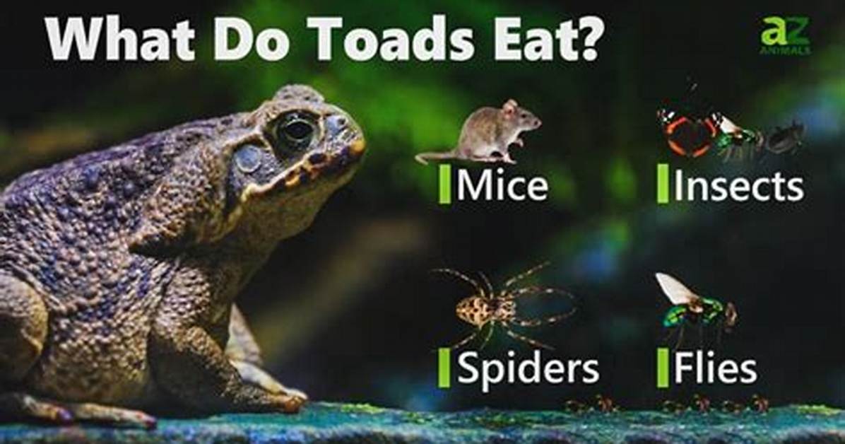 Does Toad Eat Insects?