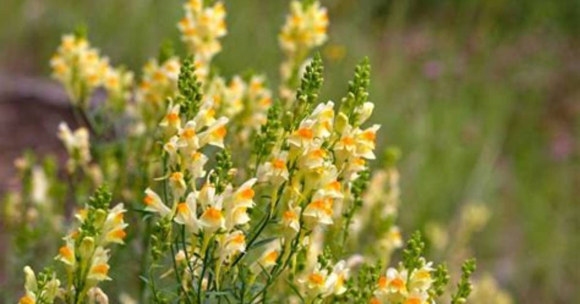 Does Toadflax Self Seed?
