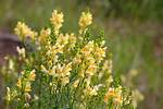 Does Toadflax Self Seed?