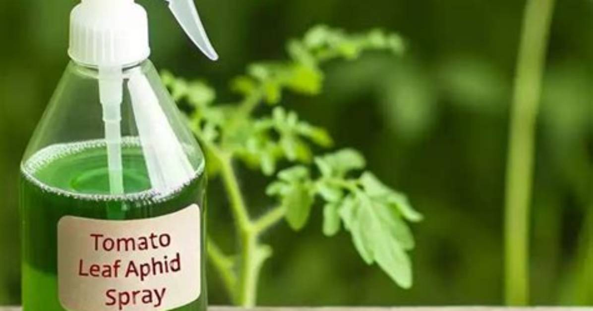 Does Tomato Leaf Spray Kill Aphids