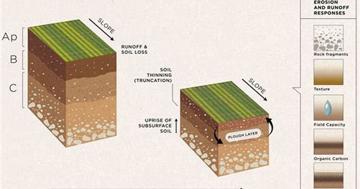 Does Topsoil Drain Well?