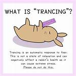 Does Trancing Hurt Rabbits?