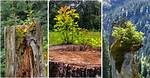 Does Tree Stumps Grow?