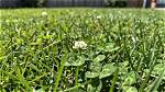 Does Triplet Kill Clover