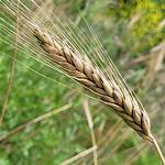Does Triticale Contain Iron?