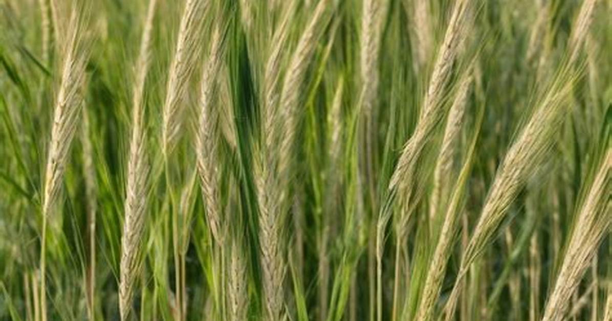 Does Triticale Grow Back?