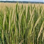 Does Triticale Grow Back?