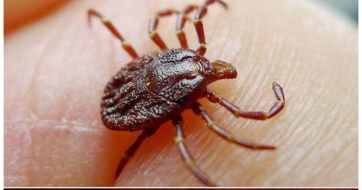 Does Trounce Kill Ticks?