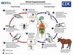 Does Trypanosoma Cause Malaria?