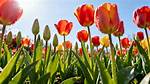 Does Tulip Need Sunlight?