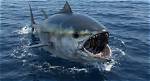 Does Tuna Have Teeth?
