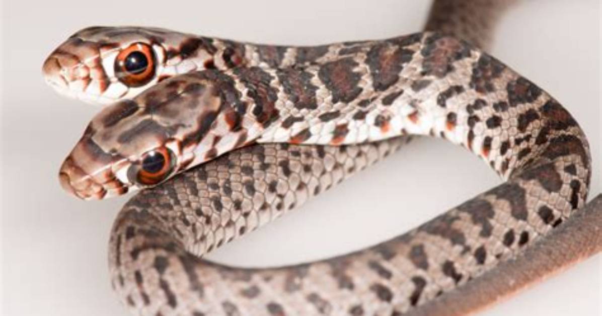 Does Two Headed Snake Exist?