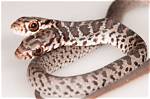 Does Two Headed Snake Exist?