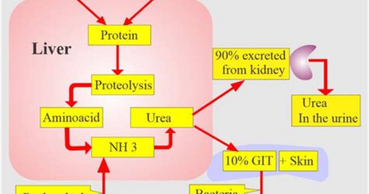 Does Urea Have Nitrogen?