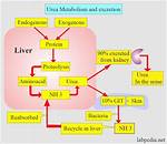 Does Urea Have Nitrogen?