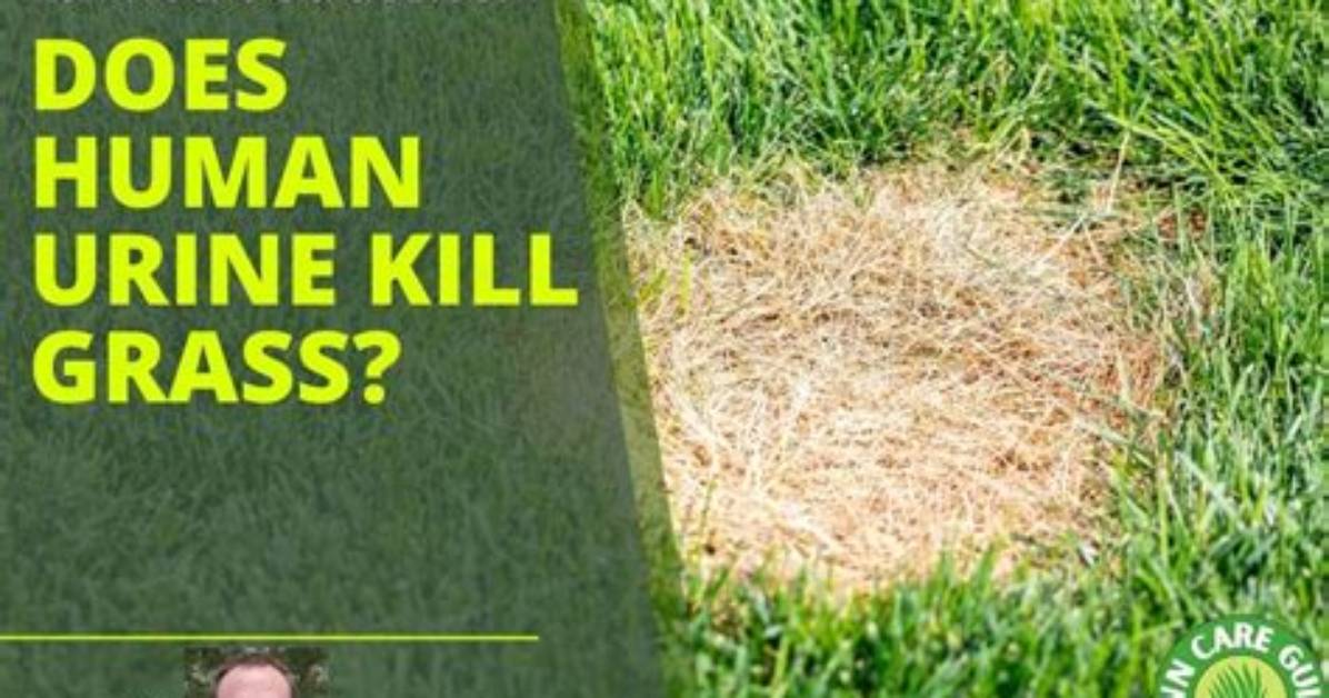 Does Urine Kill Lawn?