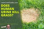 Does Urine Kill Lawn?