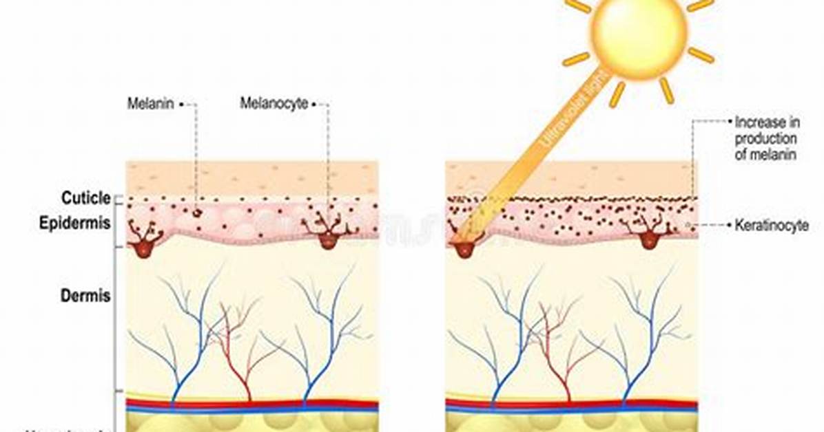 Does Uv Affect Tanning?
