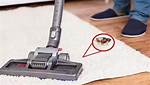 Does Vacuuming a Cockroach Kill It
