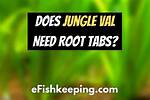 Does Vallisneria Need Root Tabs?